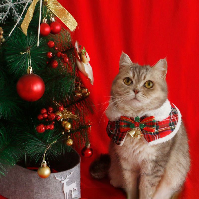 Cat Christmas Cloak Pet New Ye - огляд і ціна Winter Clothing English